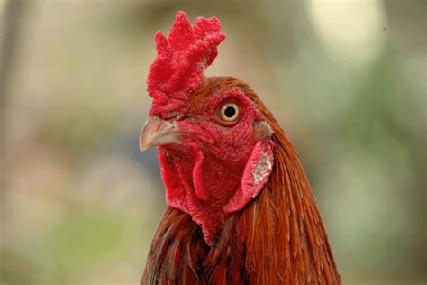 fighting rooster breeds|9 Popular Fighting Rooster Breeds (Gamefowl Facts).